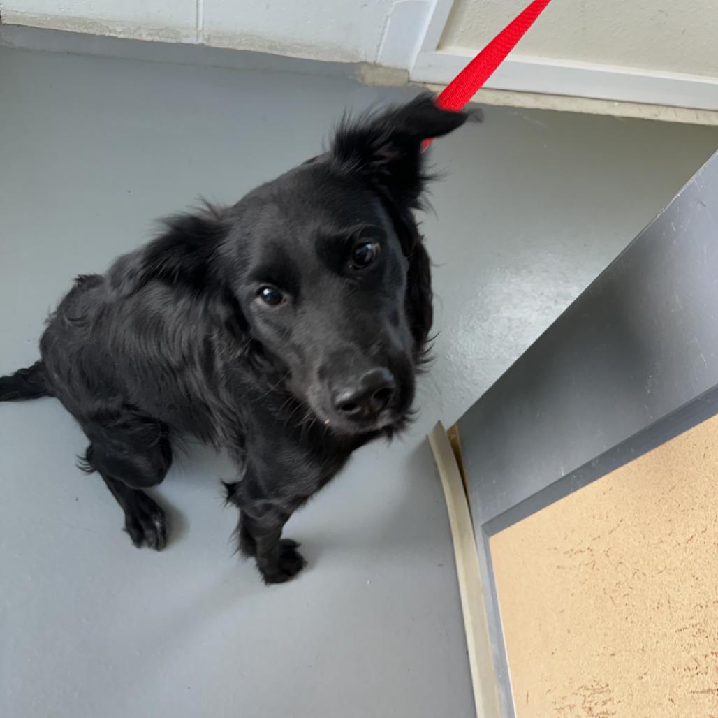Enlarge Nala, a Adoptable Black Labrador Retriever in Carlin, NV image 3/3
