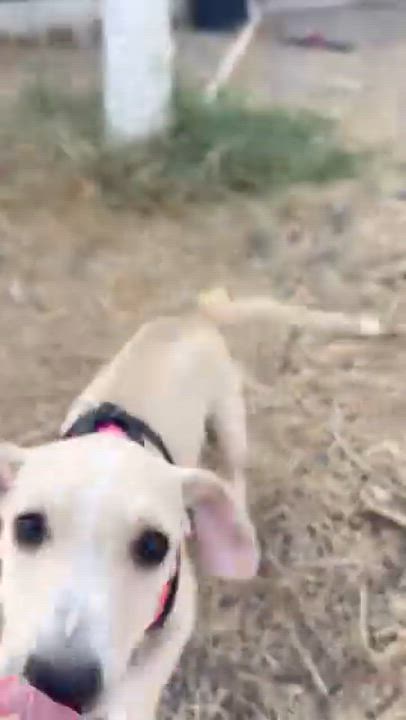 Enlarge Ito, an adopted mixed breed in Vancouver, BC video 4/5