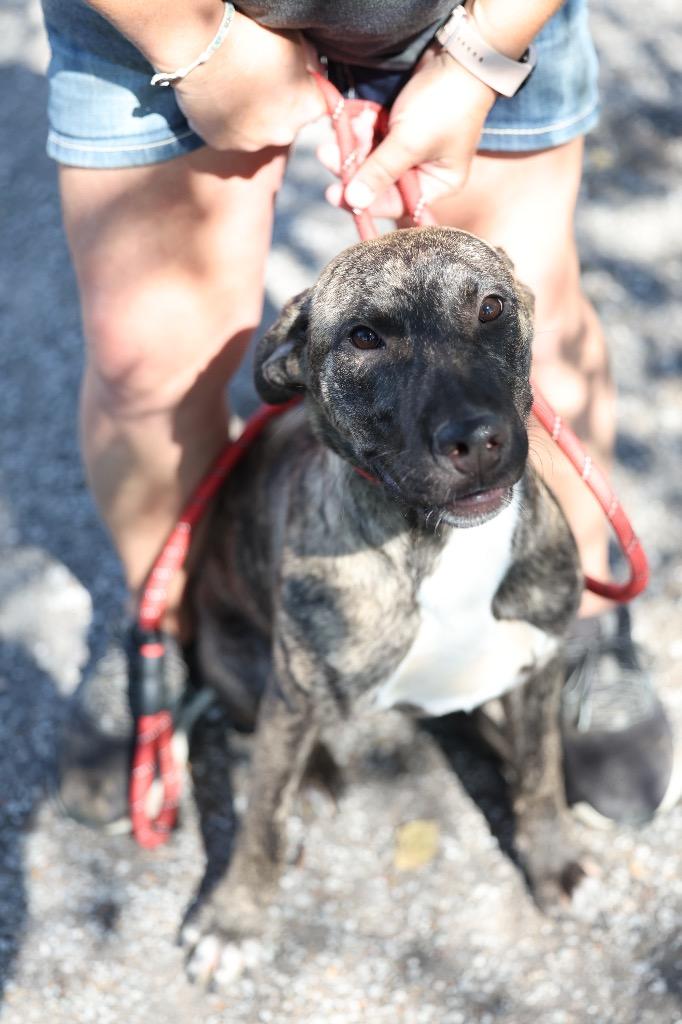 Enlarge Queso, a Adoptable mixed breed in Dyersburg, TN image 2/5