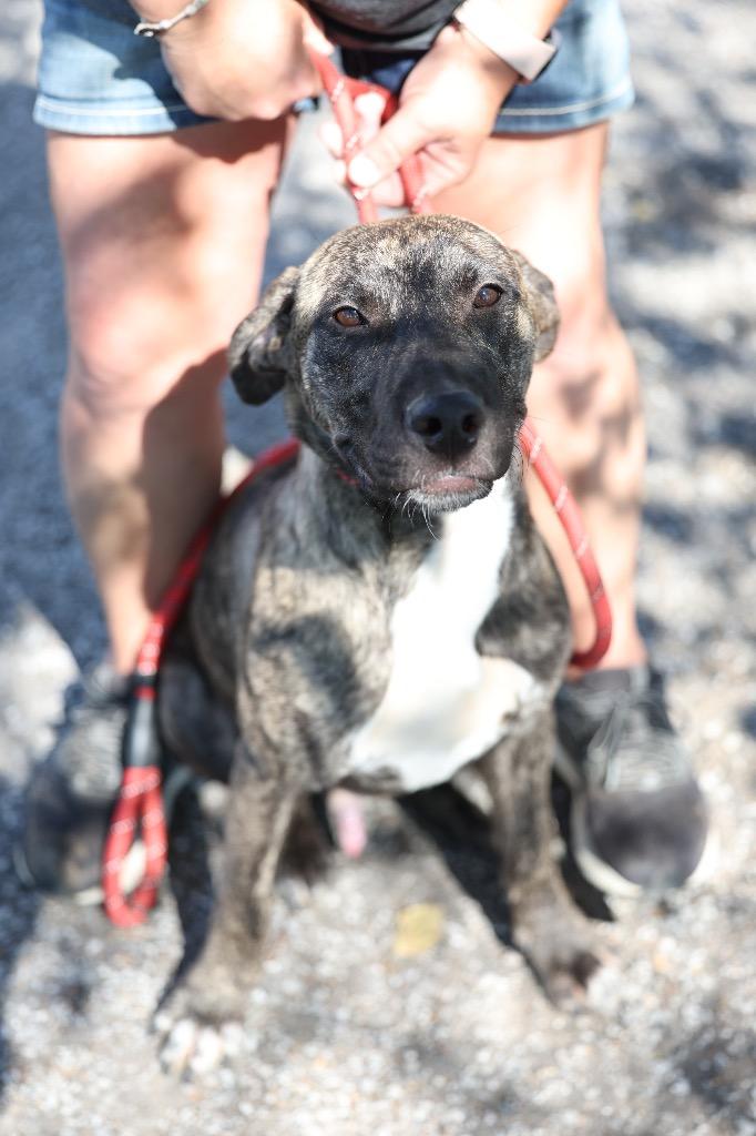 Enlarge Queso, a Adoptable mixed breed in Dyersburg, TN image 3/5