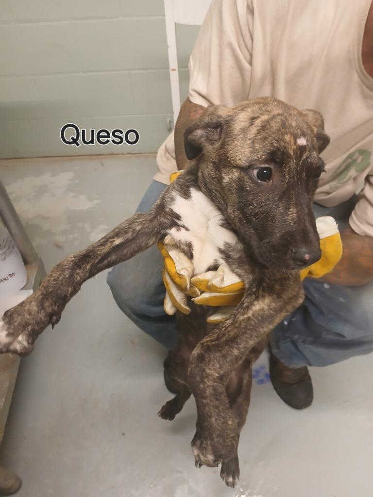 Enlarge Queso, a Adoptable mixed breed in Dyersburg, TN image 3/6
