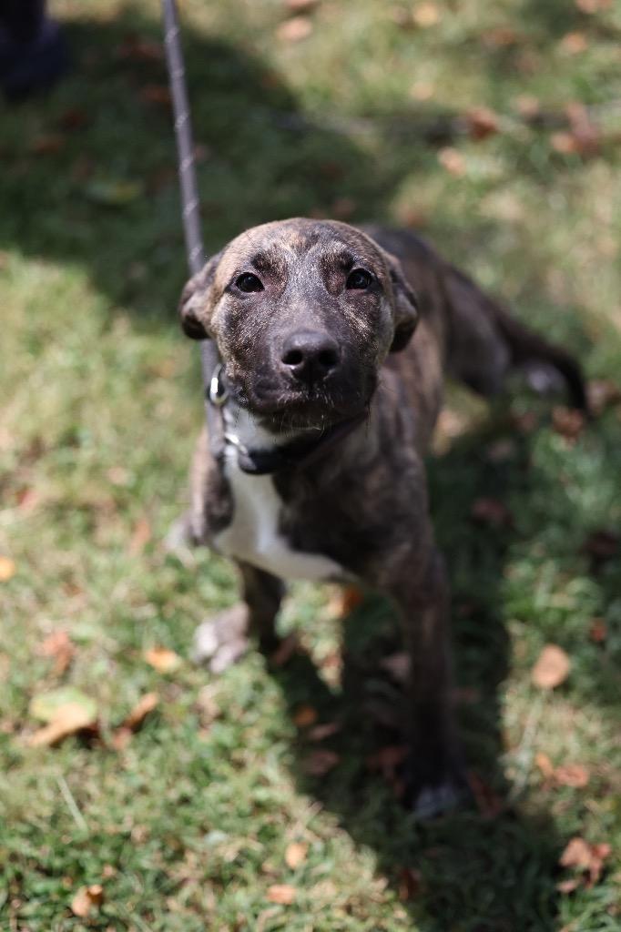 Enlarge Queso, a Adoptable mixed breed in Dyersburg, TN image 4/6