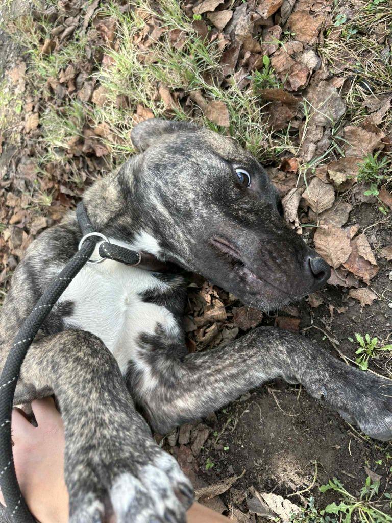 Enlarge Queso, a Adoptable mixed breed in Dyersburg, TN image 5/6