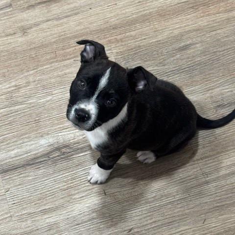 Ant, a Adoptable mixed breed in Tacoma, WA image 1/5