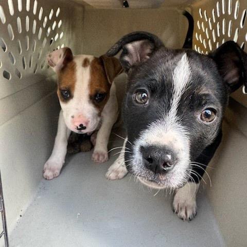 Ant, a Adoptable mixed breed in Tacoma, WA image 3/5