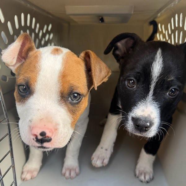 Ant, a Adoptable mixed breed in Tacoma, WA image 4/5