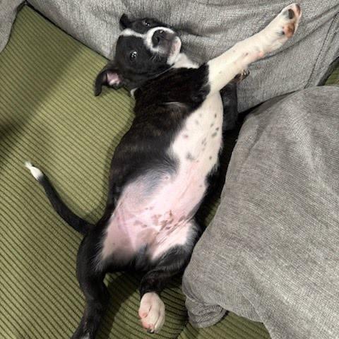 Ant, a Adoptable mixed breed in Tacoma, WA image 5/5