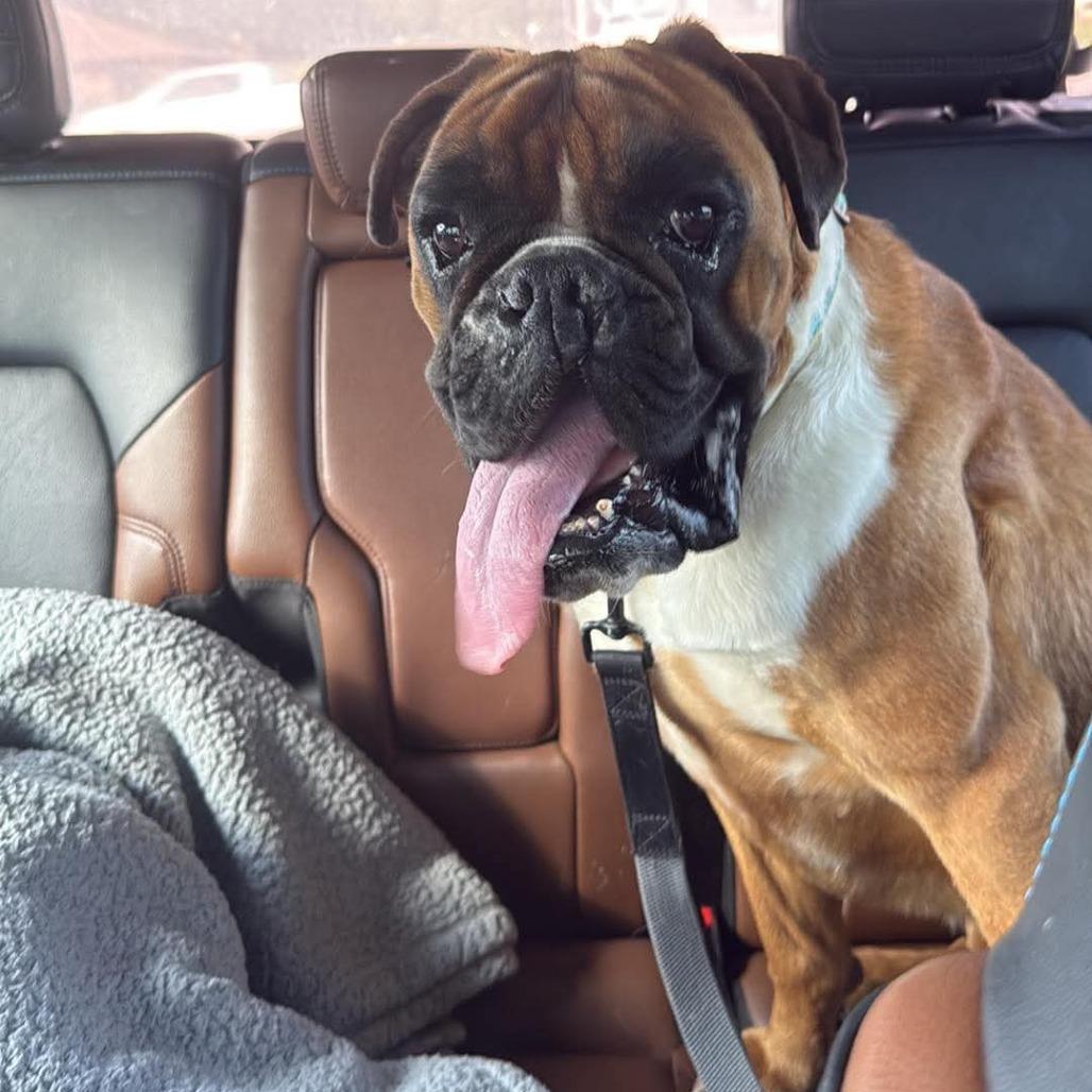 Daisie, Adoptable, Adult Female Boxer.