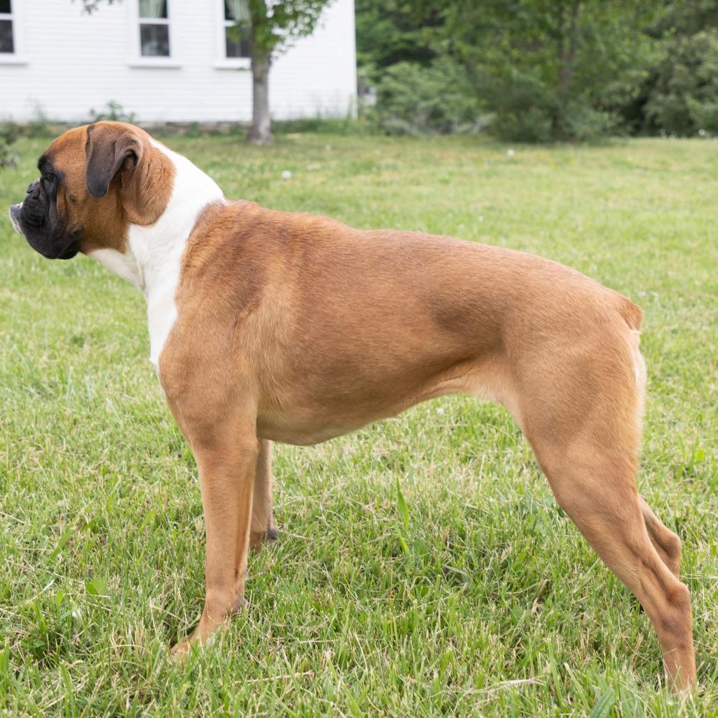 Enlarge Daisie, a Adoptable Boxer in Jackson, MO image 2/4