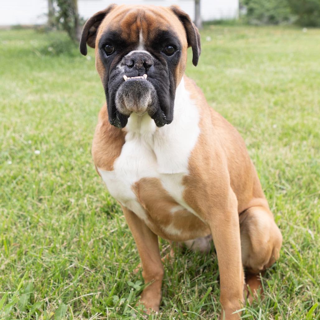 Enlarge Daisie, a Adoptable Boxer in Jackson, MO image 3/4