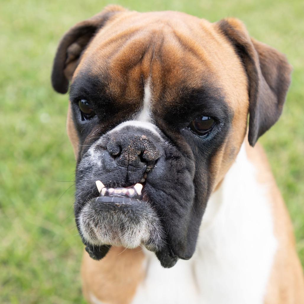 Enlarge Daisie, a Adoptable Boxer in Jackson, MO image 4/4