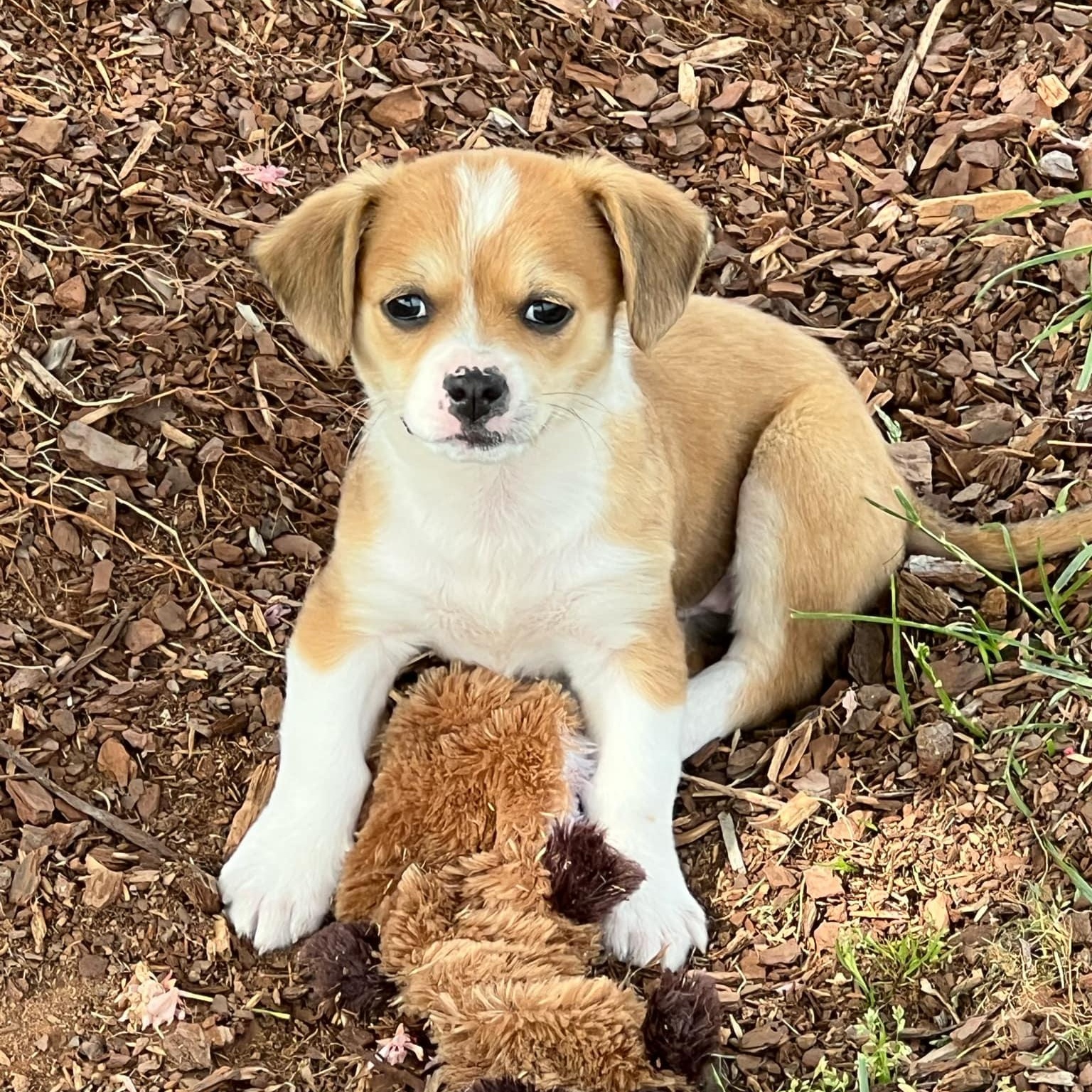 Poppy, Adopted, Puppy Female Jack Russell Terrier.
