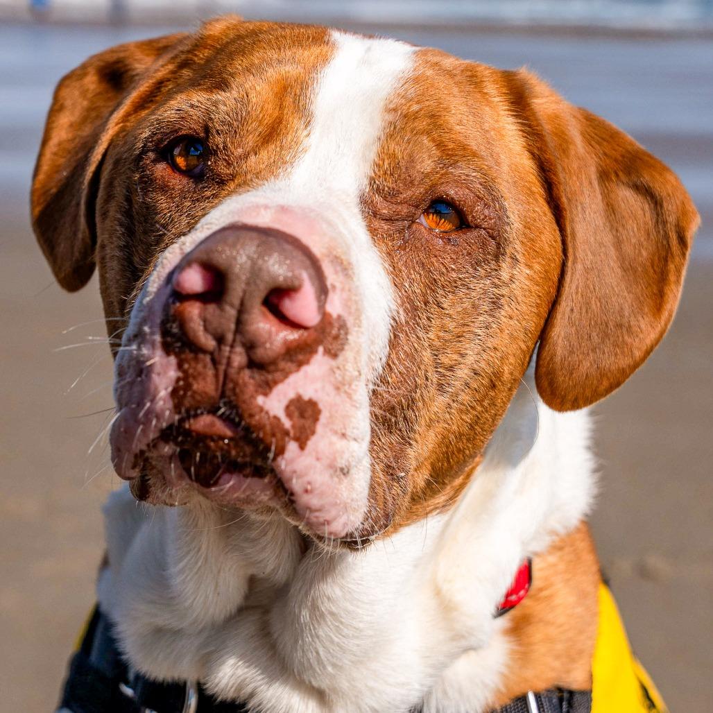 Bluto, Adoptable, Adult Male Mixed Breed.