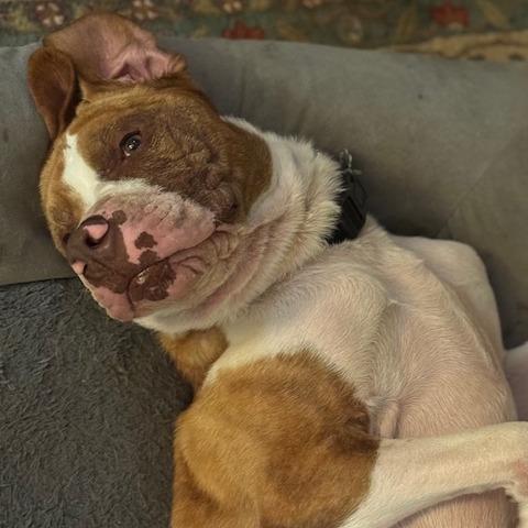 Bluto, Adoptable, Adult Male Mixed Breed.