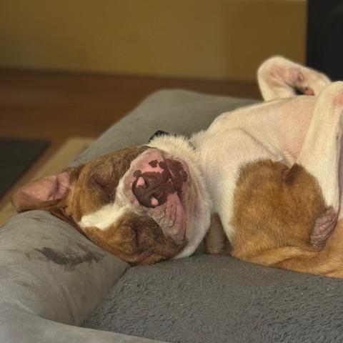Enlarge Bluto, a Adoptable Mixed Breed in Kennebunk, ME image 3/6