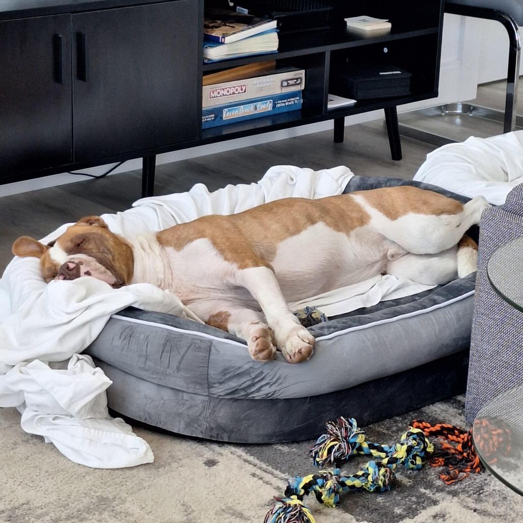 Enlarge Bluto, a Adoptable Mixed Breed in Kennebunk, ME image 4/6