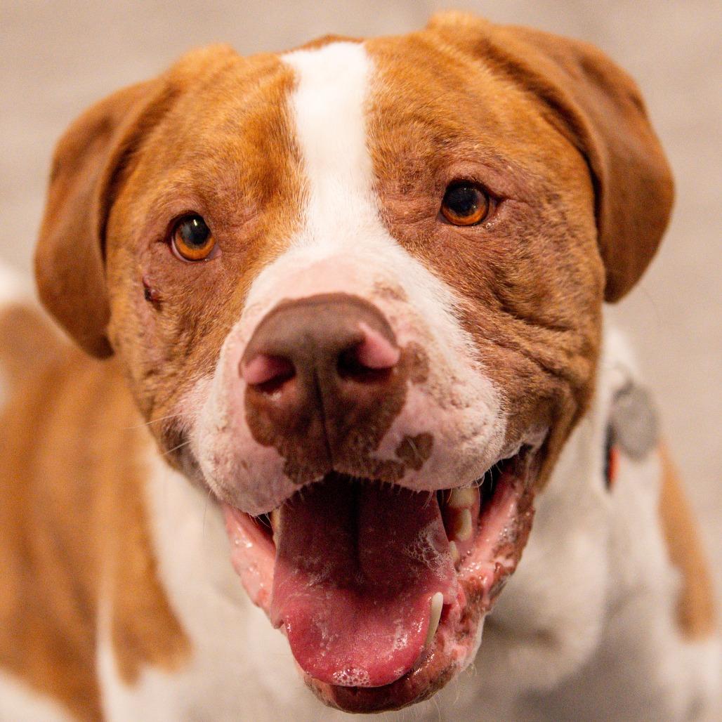 Enlarge Bluto, a Adoptable Mixed Breed in Kennebunk, ME image 5/6