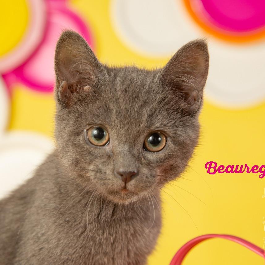 Beauregard — thumbnail 2