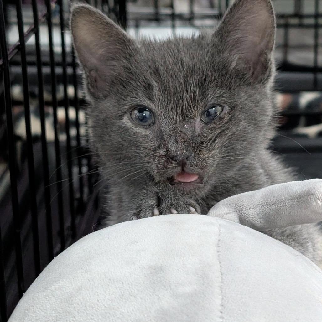 Beauregard — thumbnail 3