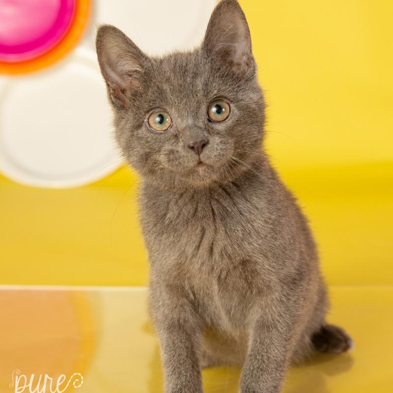 Beauregard — thumbnail 4