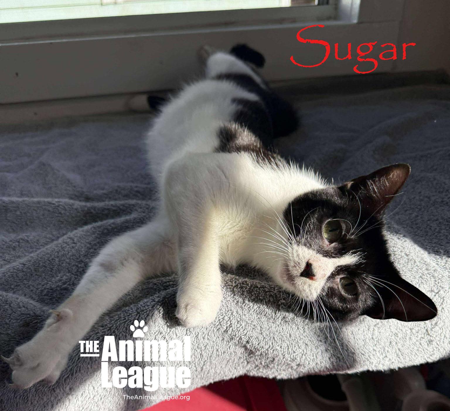 Enlarge Sugar, an adopted Domestic Short Hair in Clermont, FL image 5/5