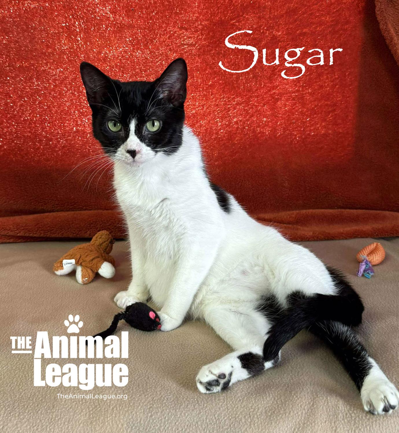Enlarge Sugar, an adopted Domestic Short Hair in Clermont, FL image 2/5
