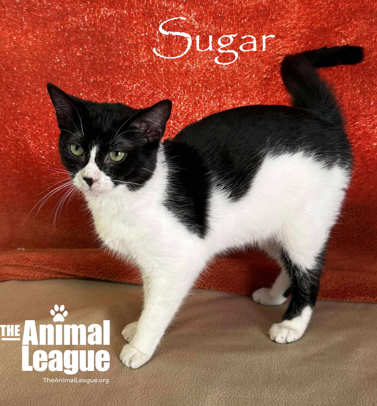 Sugar, adopted, Young Female Domestic Short Hair.