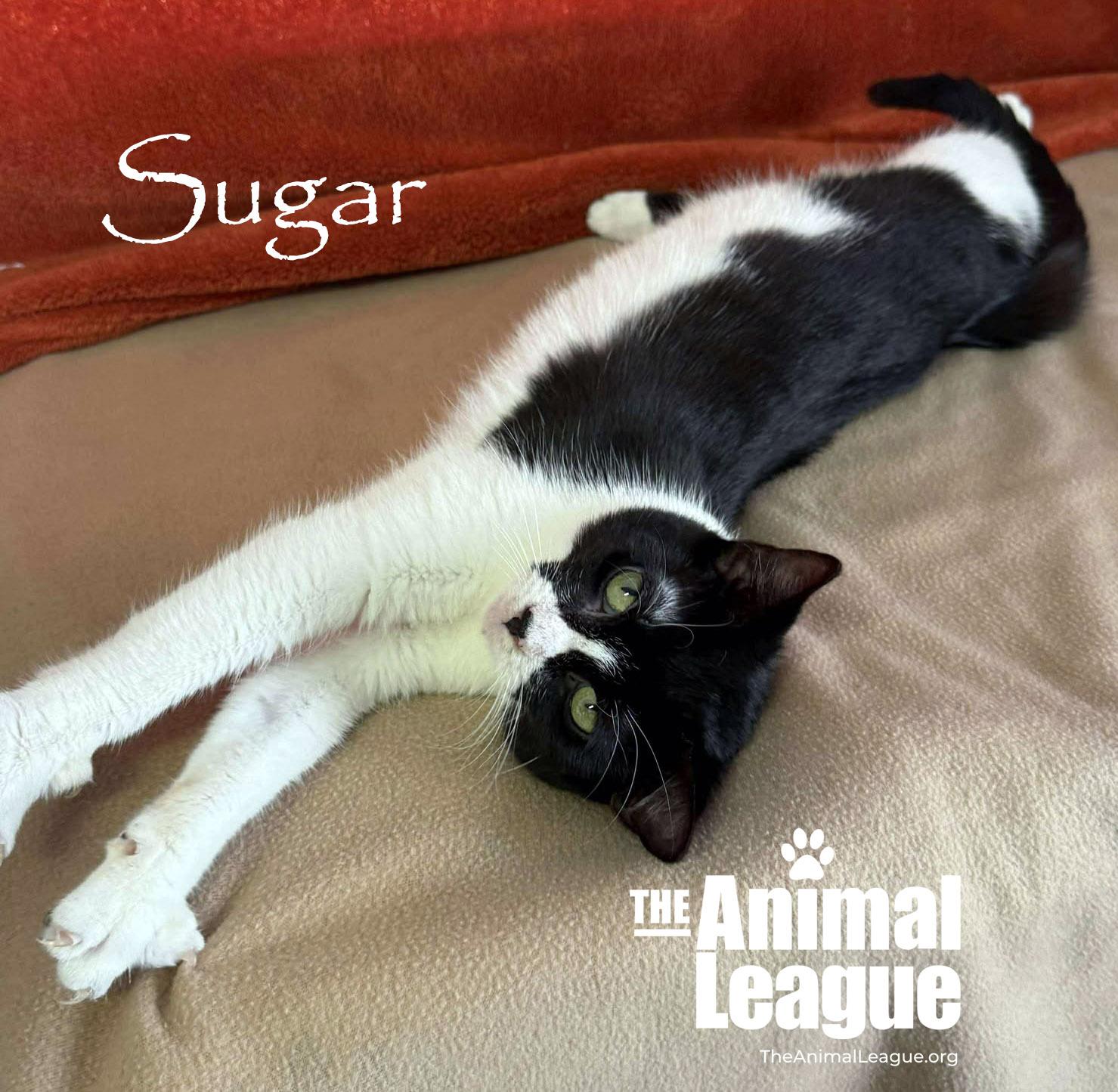 Enlarge Sugar, an adopted Domestic Short Hair in Clermont, FL image 3/5