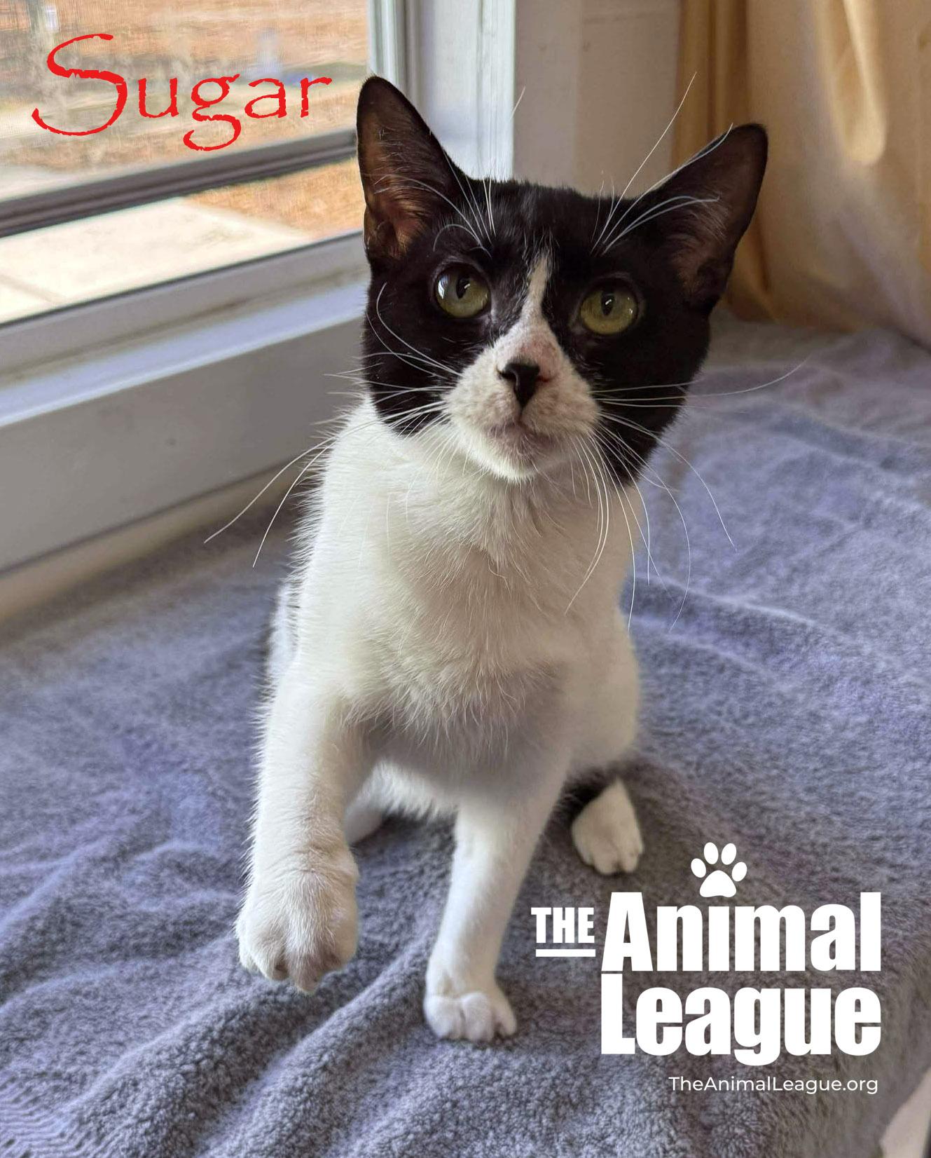 Enlarge Sugar, an adopted Domestic Short Hair in Clermont, FL image 4/5