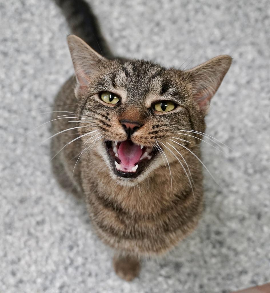 Young Man, a Adoptable mixed breed in Auburn, IN image 2/2
