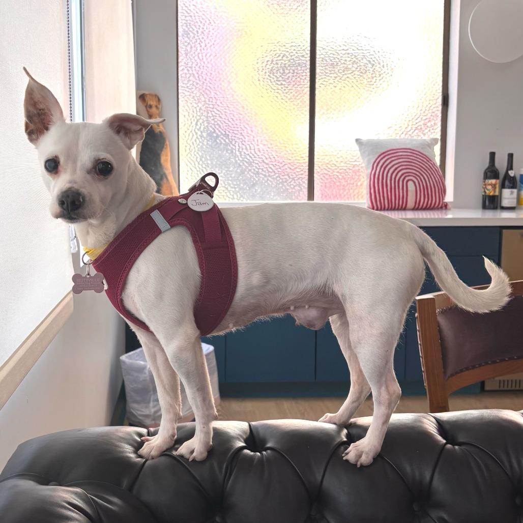 Enlarge Jam 13998, a Adoptable Chihuahua in San Francisco, CA image 1/6