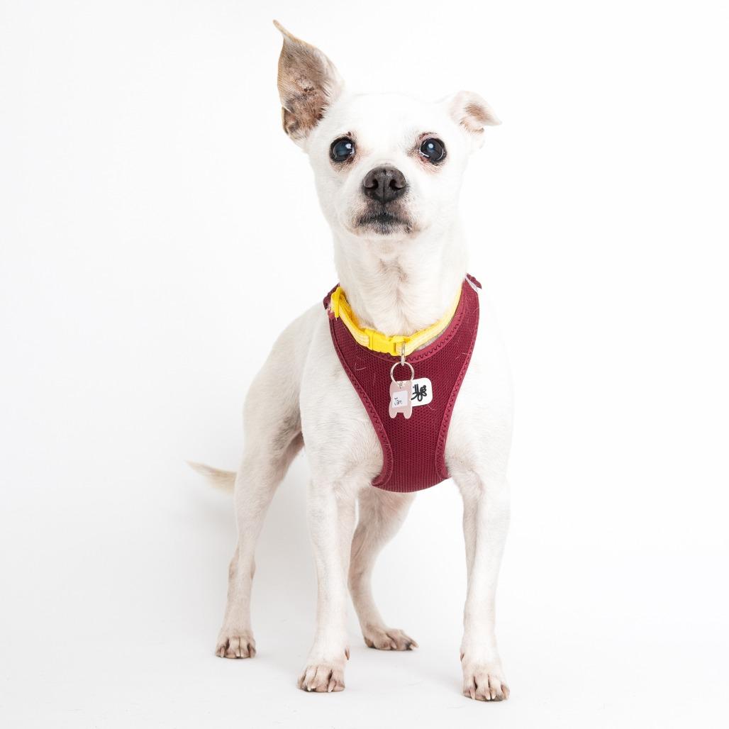 Enlarge Jam 13998, a Adoptable Chihuahua in San Francisco, CA image 3/6