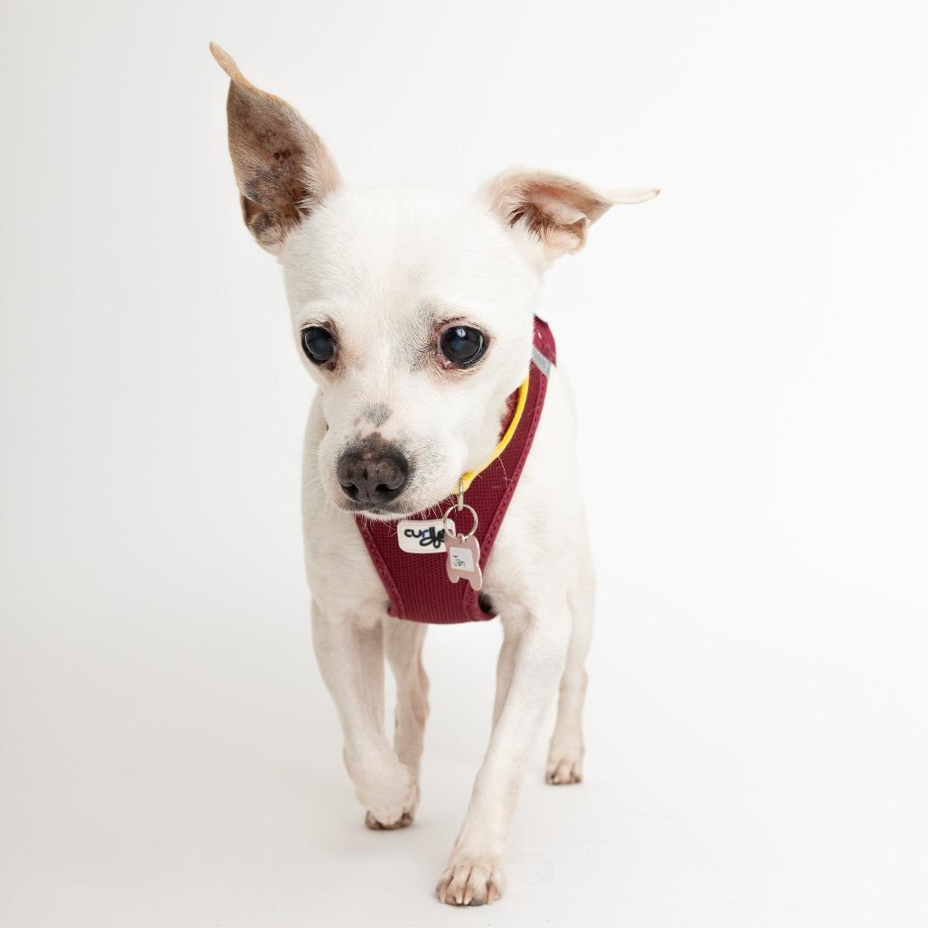 Enlarge Jam 13998, a Adoptable Chihuahua in San Francisco, CA image 4/6