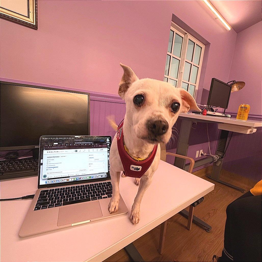 Enlarge Jam 13998, a Adoptable Chihuahua in San Francisco, CA image 5/6