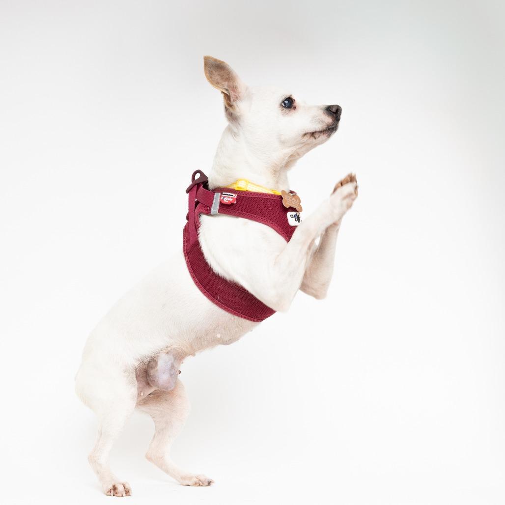 Enlarge Jam 13998, a Adoptable Chihuahua in San Francisco, CA image 6/6
