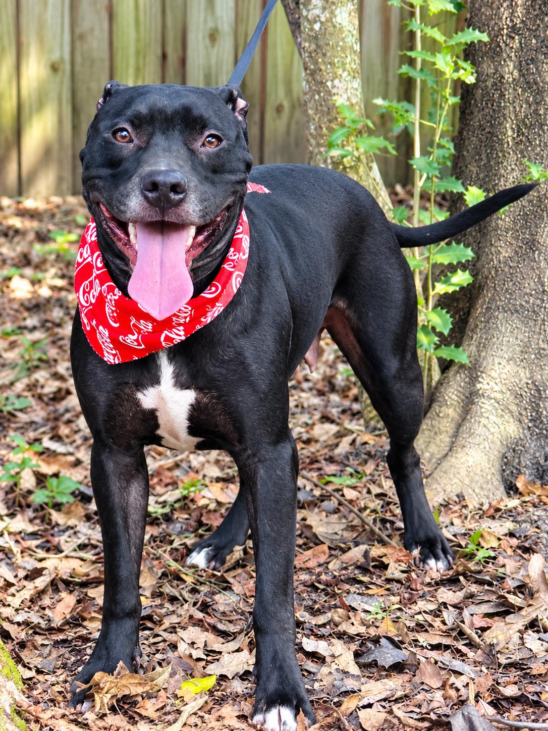 Enlarge Mia, a Adoptable Staffordshire Bull Terrier in Jacksonville, FL image 3/3