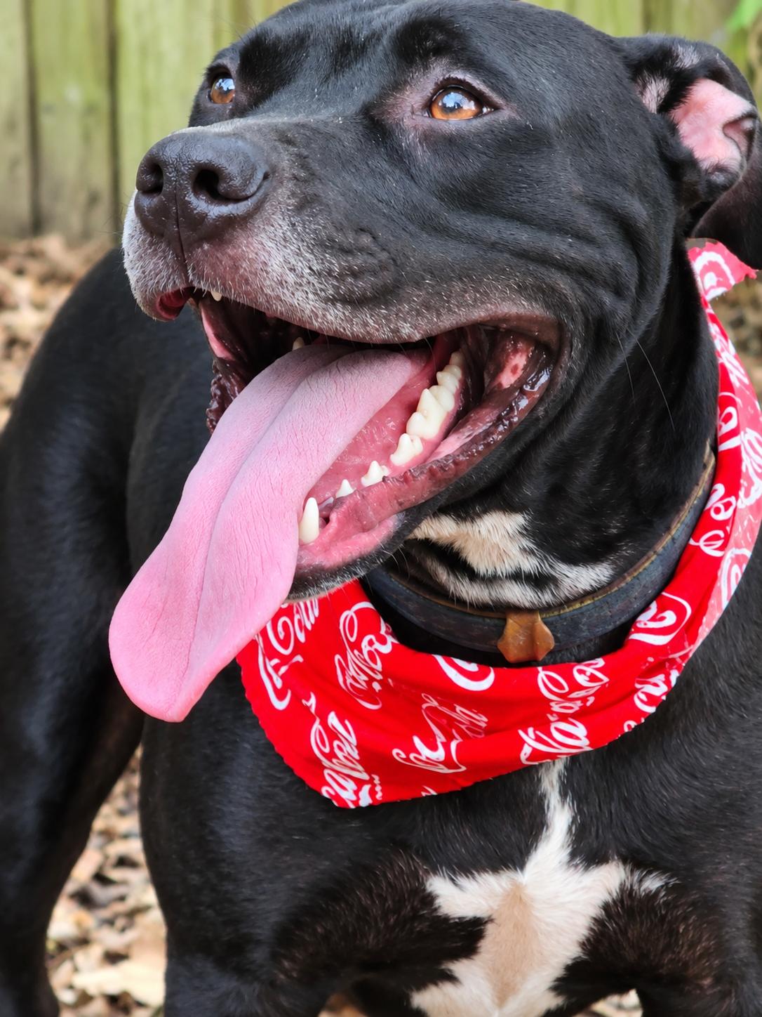 Enlarge Mia, a Adoptable Staffordshire Bull Terrier in Jacksonville, FL image 2/3