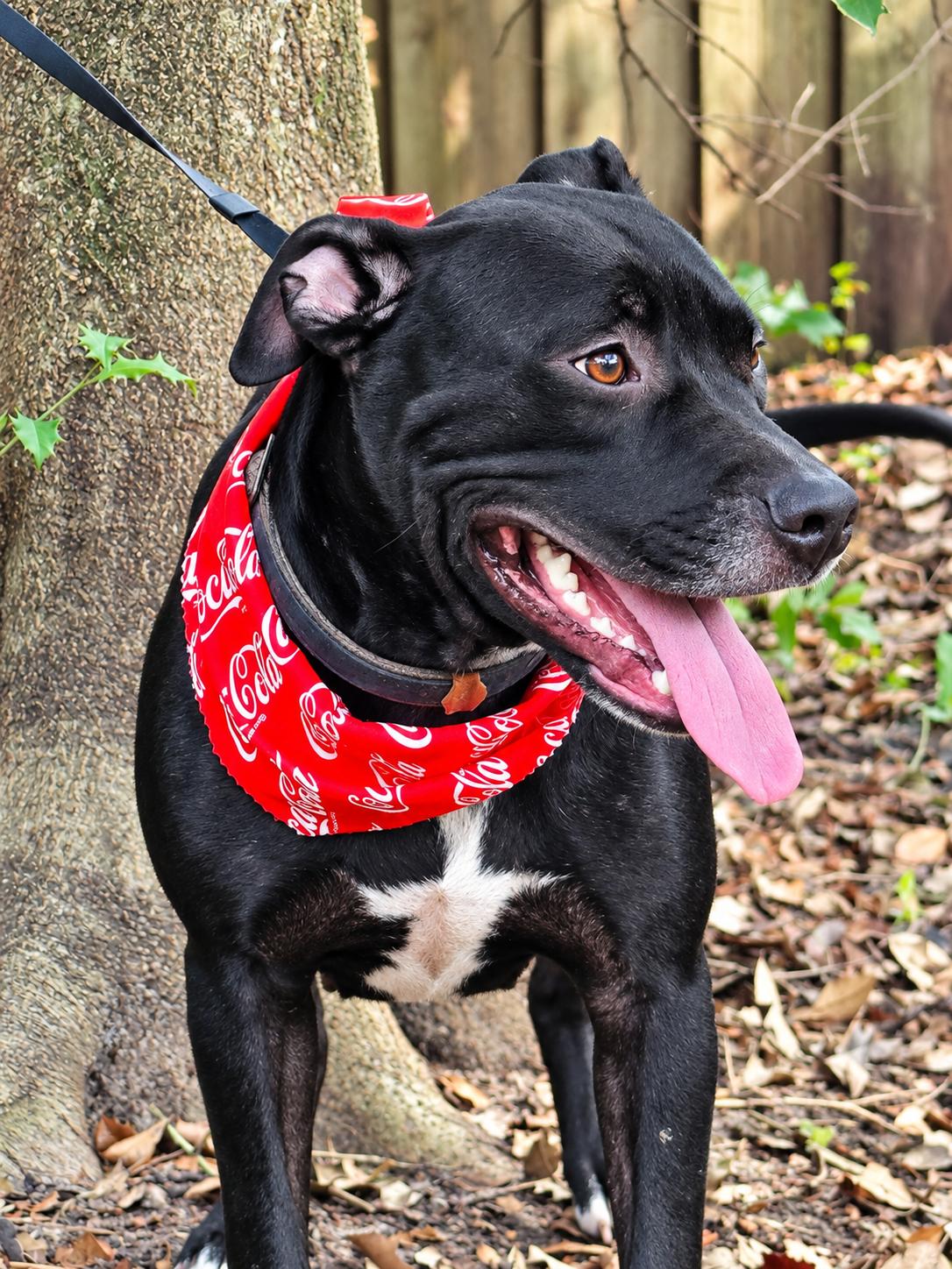 Mia, Adoptable, Adult Female Staffordshire Bull Terrier.