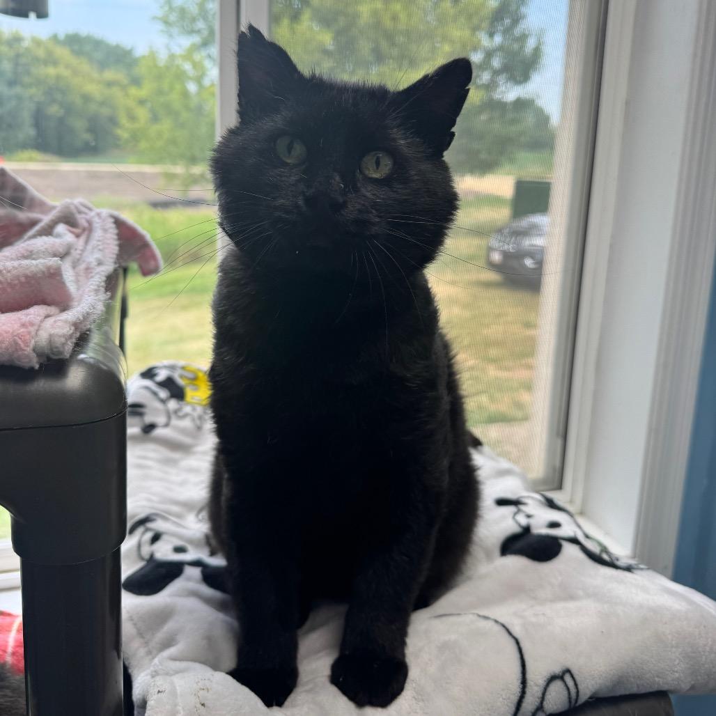 Benji, a Adoptable Domestic Short Hair in Milford, IA image 1/5
