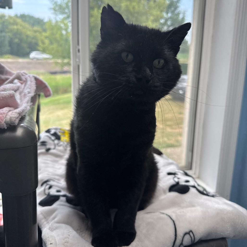Benji, a Adoptable Domestic Short Hair in Milford, IA image 2/5