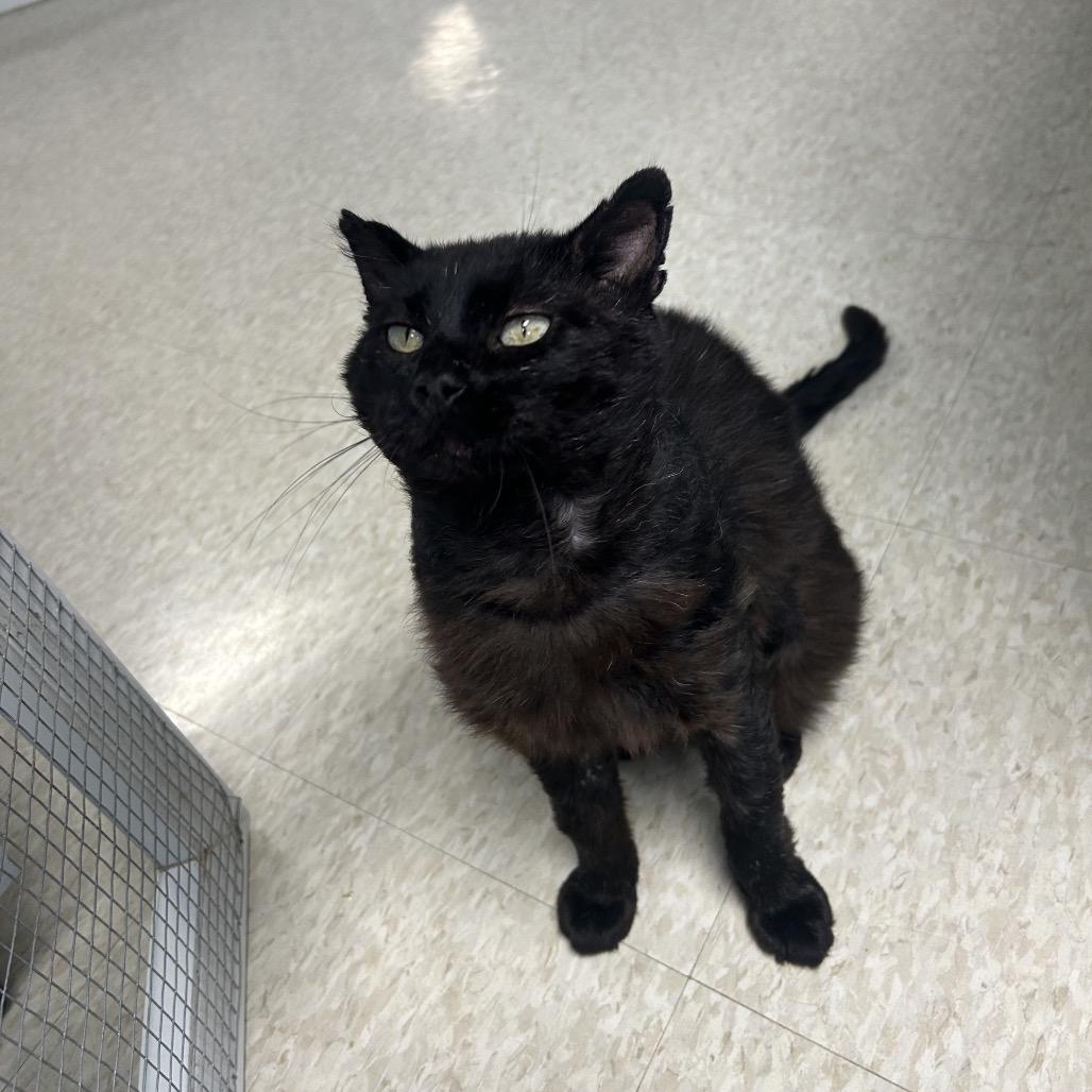 Enlarge Benji, a Adoptable Domestic Short Hair in Milford, IA image 1/6