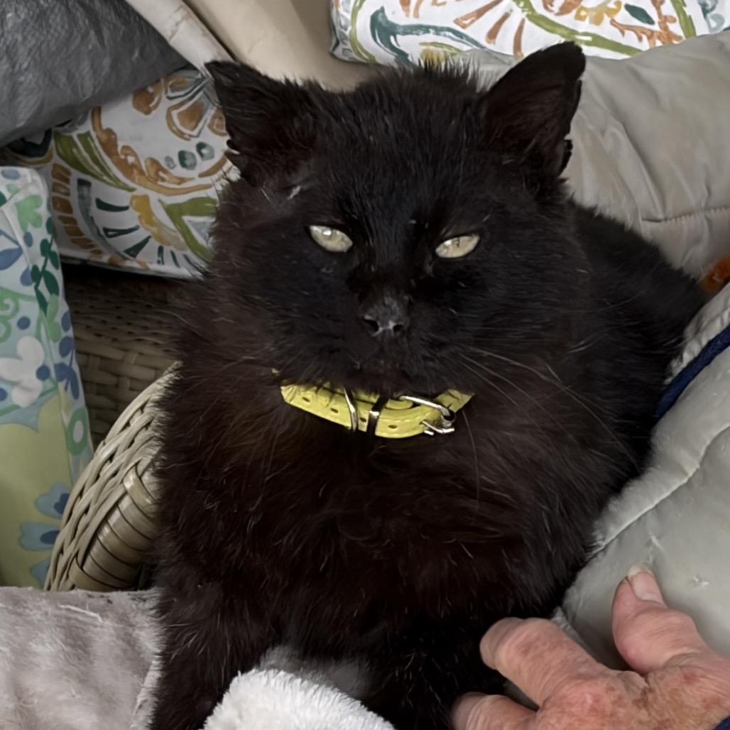 Enlarge Benji, a Adoptable Domestic Short Hair in Milford, IA image 2/6