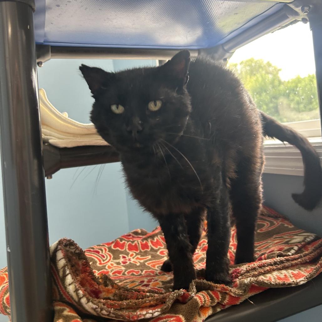 Enlarge Benji, a Adoptable Domestic Short Hair in Milford, IA image 3/6