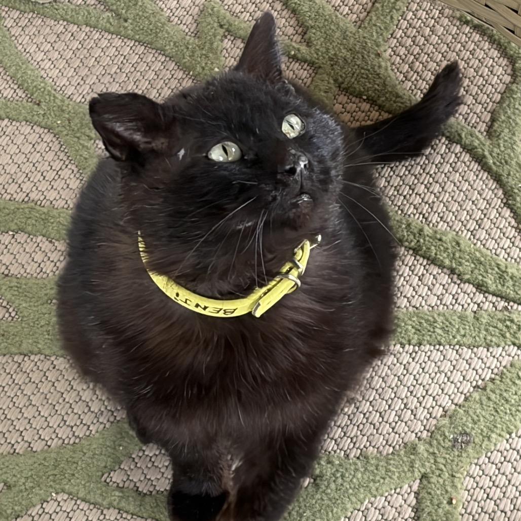 Enlarge Benji, a Adoptable Domestic Short Hair in Milford, IA image 4/6