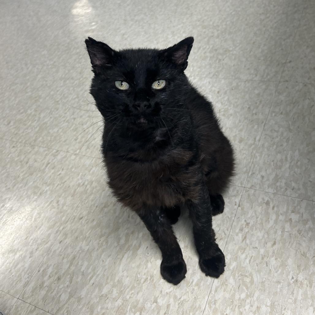 Enlarge Benji, a Adoptable Domestic Short Hair in Milford, IA image 5/6