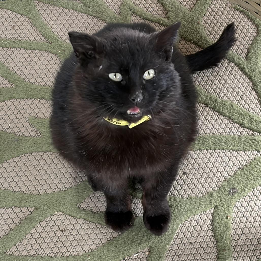 Enlarge Benji, a Adoptable Domestic Short Hair in Milford, IA image 6/6