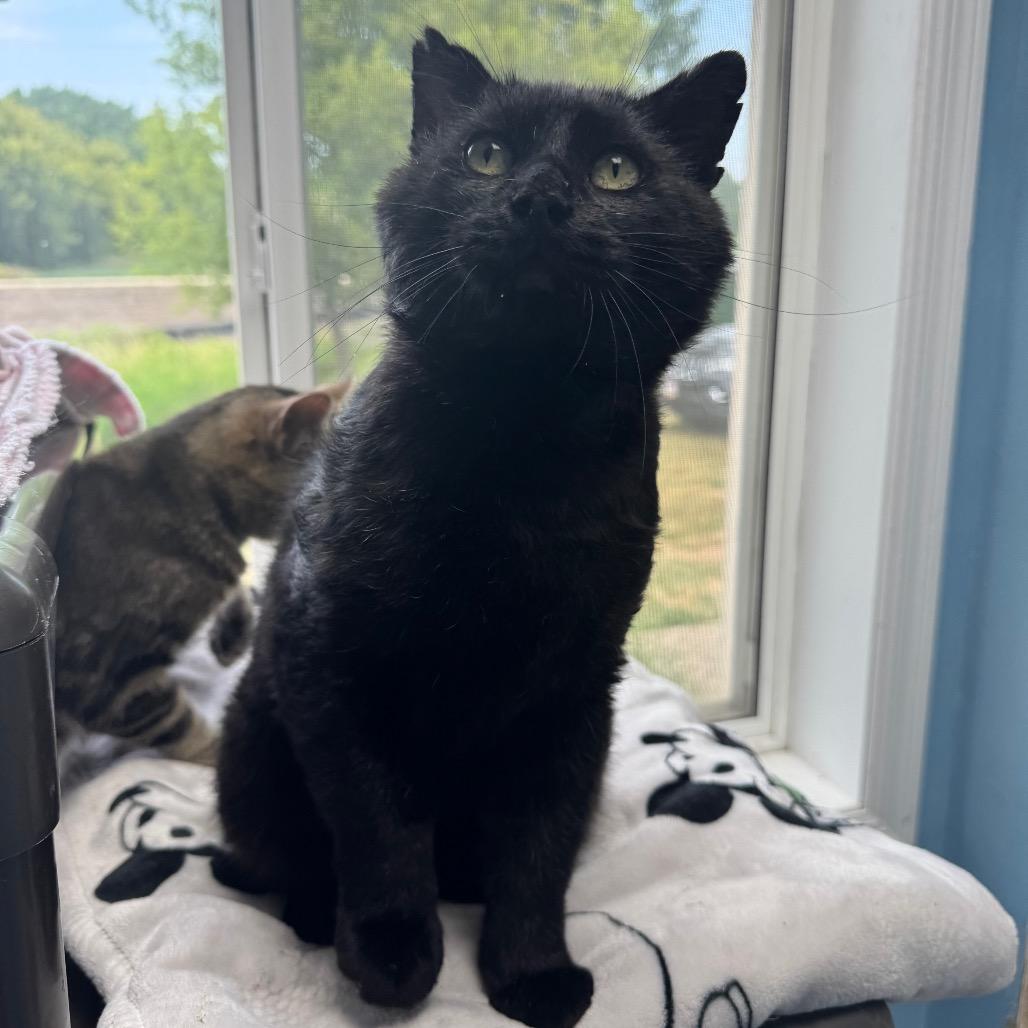 Benji, a Adoptable Domestic Short Hair in Milford, IA image 5/5