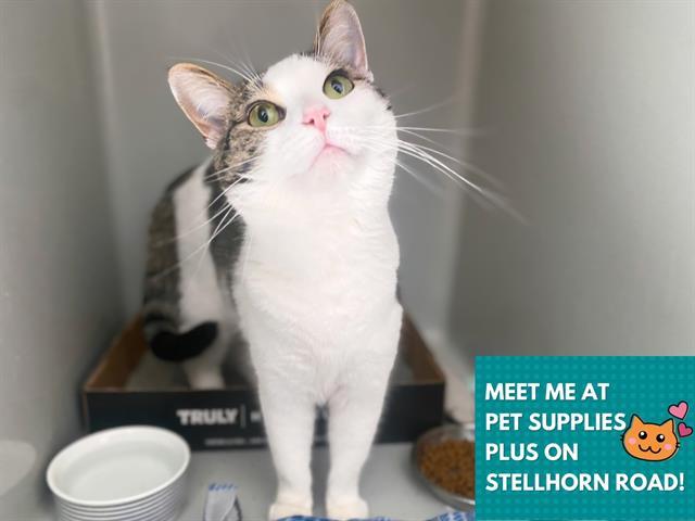 KEKE, Adoptable, Young Female Domestic Short Hair.