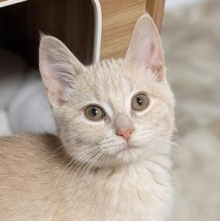 Enlarge Abalone "Abbi", an adopted Domestic Short Hair in Knox, PA image 1/3