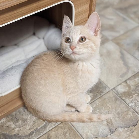 Enlarge Abalone "Abbi", an adopted Domestic Short Hair in Knox, PA image 3/3